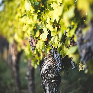 Finca Guadalupe contará con un viñedo frente a Bajamar Ensenada.